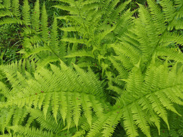 Lady Fern 1000 Spores Seeds Filex Femina Cold Hardy Large Up To 3&#39; Tall ... - £11.59 GBP