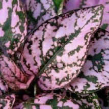 25 Hypoestes Splash Pink Polka-Dot Plant Shade-Loving Annual Flower Seeds Garden - $10.00