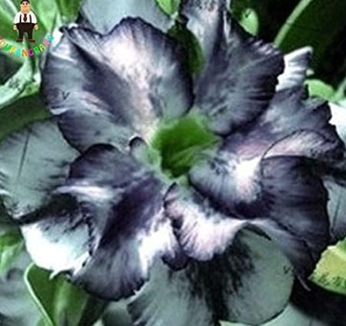 Desert Rose Seeds Rare Adenium Obesum Flower - $16.99