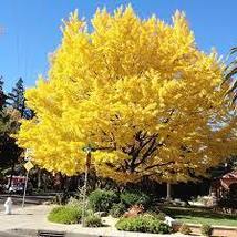 Yellow Ginkgo African Red Ginkgo Mixed Tree Seeds - $8.00