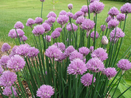 Chives Onion Herb Seeds Seeds Gardening Beautiful USA SHIPPING - $8.78