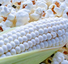 50 White Popcorn Seeds, Japanese Hulless Corn, Non-GMO Garden Seed - $6.49