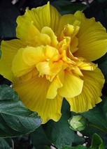 From US 20 Double Yellow Hibiscus Seeds Flowers Seed Perennial Flower Garden Exo - £8.43 GBP