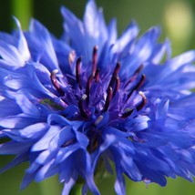 Fresh USA Seller Centaurea Cyanus Dwarf Tom Pouce Blue Seed - $9.96