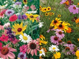 19 Species Cutflower Wildflower Mix 200+ Seeds Colorful Mixture - £9.50 GBP