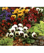 THJAR Swiss Giants Pansy Flower Seeds - $4.97