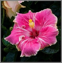 20 pcs Pink White Tips Hibiscus Seed Flowers Seed Perennial Flowers - £9.93 GBP