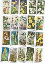 Full 50 Card Set-Wildflowers-W.D &amp; H.O. Wills Cigarette Cards - £29.70 GBP