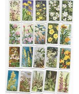 Full 50 Card Set-Wildflowers-W.D &amp; H.O. Wills Cigarette Cards - €26,05 EUR