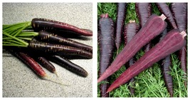 300 Seeds / Pack Imperator-shaped Red Purple Carrot Seeds Professional Pack - £18.07 GBP