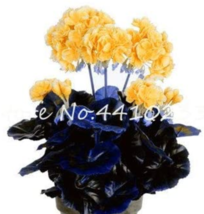 30 Pcs GeraniumPerennial Flower Plantas Pelargonium Peltatum Seeeia Davi... - £7.84 GBP