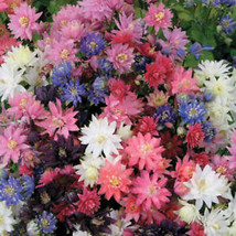From Usa Columbine Tall Double Mix Perennial Native Spring Flowers Non-GMO 200 S - £3.18 GBP