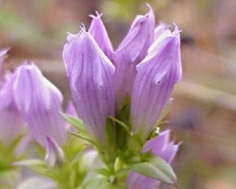 40+ Quinquefolia Light Purple Gentian Flower Seeds Gentiana Shade  - $9.88