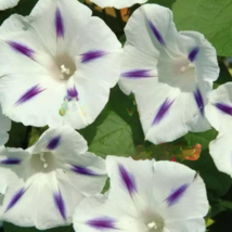 CLK 25 Seeds White Purple Morning Glory Perennial Flowers USA Seller - $10.51