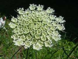 Queen Annes Lace Daucus Carota White 265 Seeds  - $9.89