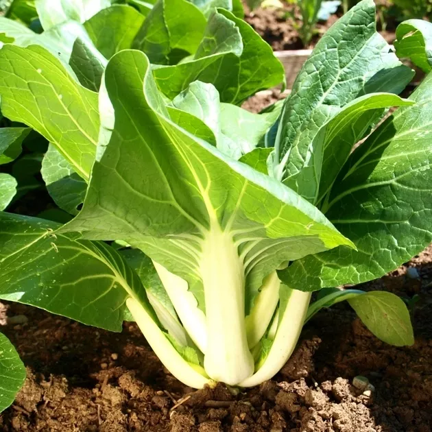 Vegetable Seeds Chinese White Pak Choi - 1200 Seeds - Cabbage Baby Leaf - £3.13 GBP