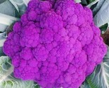 Purple Broccoli Seeds Non Gmo Fresh Harvest Fast Shipping - £7.18 GBP