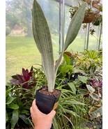 Sansevieria Sayuri Snake Plant 4&quot; Pot Live Plant - $14.85