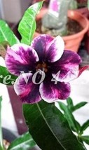 2Pcs Adedium Seeds Desert Rose Blackish Purple Single Petal With White C... - £4.98 GBP