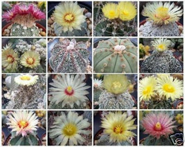 Astrophytum Variety MIX @ flowering rare exotic cactus collection seed 150 SEEDS - £15.17 GBP