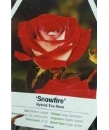 Snowfire Hybrid Tea Rose 2 gal Red White Bush Plants Shrub Plant Fine Roses - $43.60