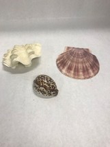 Lot 3 SEA SHELLS ruffled clam flat round Ocean Beach Tropical decor collectors - £33.22 GBP