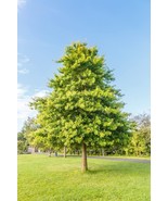 MBK Pin Oak Tree Seeds For Planting 5 Big Healthy Seeds Stunning Red Oak... - $28.17 CAD