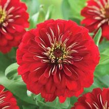 Zinnia preciosa red thumb200