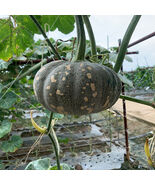 Xiangmi Small Pumpkin Seeds Oblate Shape Delicate Texture - $237.92 MXN