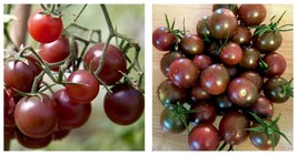 400PCS Chocolate Cherry Tomato Plant Seeds International Ship - £15.72 GBP