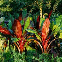 Ensete maurelii - Red Banana Tree, 1 Live Plant 6 Inch Tall - £23.88 GBP