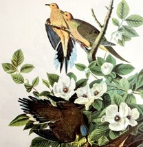 Mourning Dove 1950 Lithograph Art Print Audubon Bird First Edition DWU14D - £23.46 GBP
