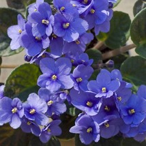 50 African Violet Seeds Saintpaulia Garden Potted Plant - £3.82 GBP