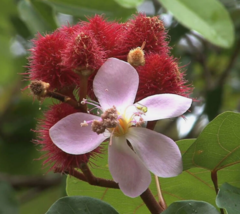 20 Pc Seeds Bixa Orellana Flower, Achiote Lipstick Tree Seeds for Planting | RK - £20.14 GBP