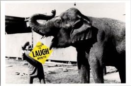 vintage Postcard The American Postcard Co. 1996 Elephant Laugh (C) - £3.87 GBP