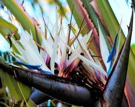 5 Giant Bird Of Paradise Tree Strelitzia Nicolai Wild Banana White Crane... - £10.84 GBP