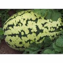 Watermelon Seed, Klondike Striped Blue Ribbon, Heirloom, Organic, 100 Seeds - £3.13 GBP