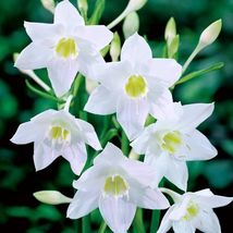 Amazon Lily White Rare Urceolina Eucharis Flowering Live Plant Bulbs Fas... - $359.94 MXN+