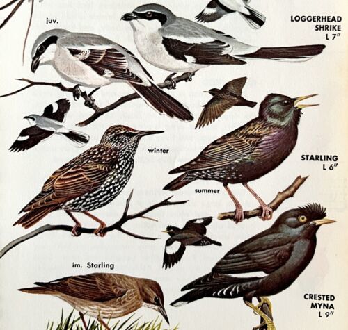 Shrike Types &amp; Starling Myna Birds 1966 Color Bird Art Print Nature ADBN1Q - $19.99