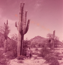 1950s Giant Saguaro Stovepipe Cactus Glass Plate Photo Slide Magic Lantern - £14.51 GBP