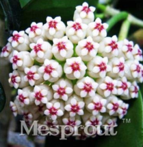 New Fresh Flower Bonsai Hoya Kerrii Bonsai December Orchid Family Bonsai Garden  - $5.45