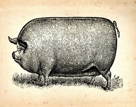 Decoration Poster.Home room art.Interior design.Fat pig.Vintage farm.Pork.7312 - £13.66 GBP+