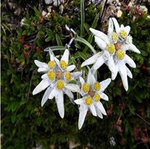 20 Seeds 100% Genuine Edelweiss Seeds The Plant Of High Mountain Of Zealand Gard - $30.49