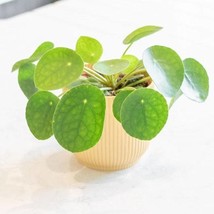 Chinese Money Plant Starter USA Fast Shipping - $57.00