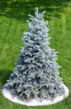 USA Colorado Blue Spruce Tree Picea Pungens Glauca Christmas Tree Silver 50 Seed - £8.64 GBP