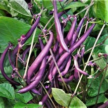 Bulk Royal Burgundy Bean Seeds Non Gmo Heirloom Purple Green Beans  - £4.73 GBP
