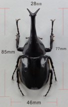 Xylotrupes Sumatrensis Handmade Beetle Model Fine Insect Figurine Bugs - £36.60 GBP