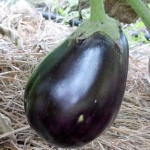 LimaJa Black Beauty Eggplant 50 Seeds | NON-GMO | Heirloom | Fresh Garden - £3.00 GBP
