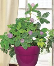 Mimosa Pudica, Sensitive Plant, barometer tree, shy mimosa, Sensitive Tr... - £5.03 GBP