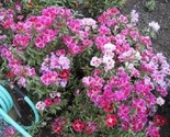Sale 500 Seeds Mixed Colors Godetia Clarkia Amoena Pink Red White Blue 2... - £7.79 GBP